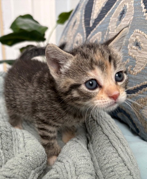 BeeBop KITTEN