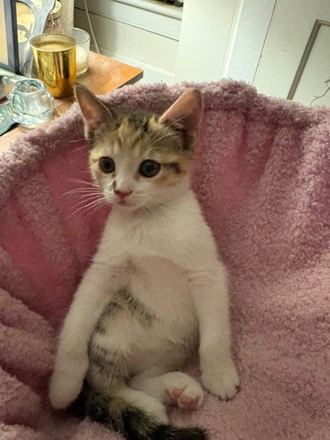 Bindi KITTEN