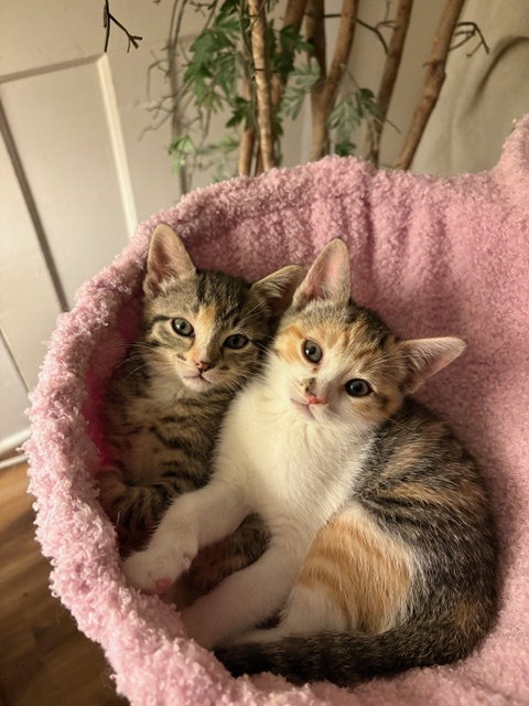 Finley KITTEN