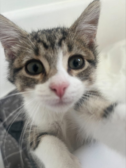 Milo KITTEN