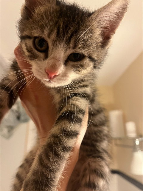 Midge KITTEN
