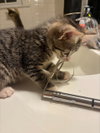 Midge KITTEN