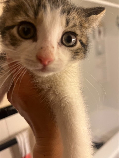 Peppa KITTEN