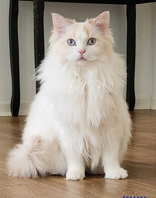 Isabella
