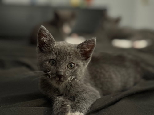 Delphine's Olivia KITTEN