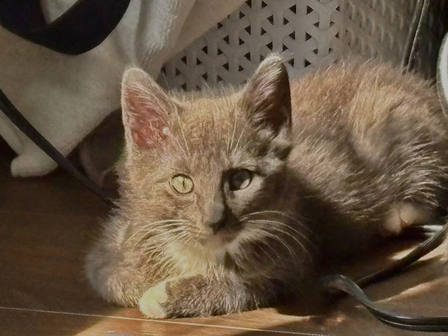 Delphine's Lance Kitten