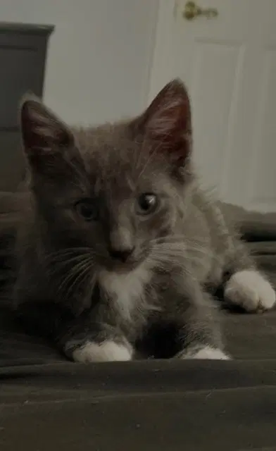 Delphine's Lance Kitten image 2
