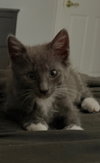 Delphine's Lance KITTEN
