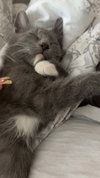 Delphine's Lance KITTEN