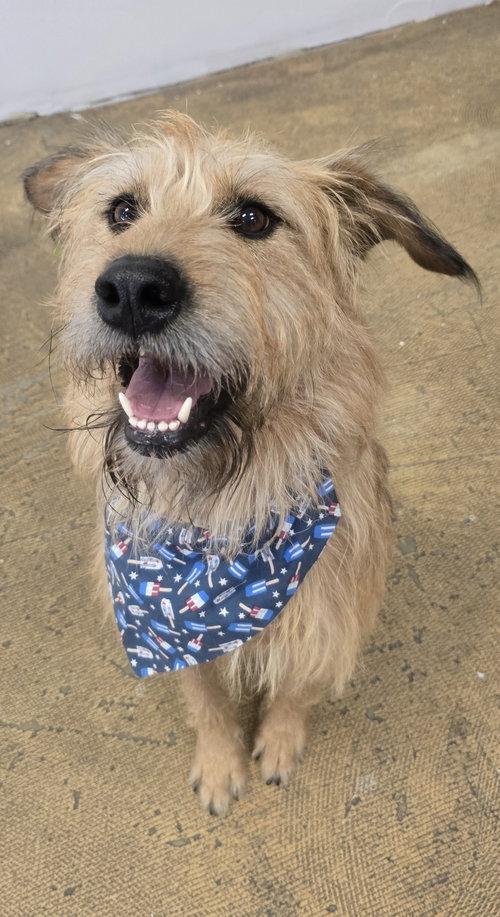 Twinkle Lonestar*, an adoptable Schnauzer in Rockaway, NJ