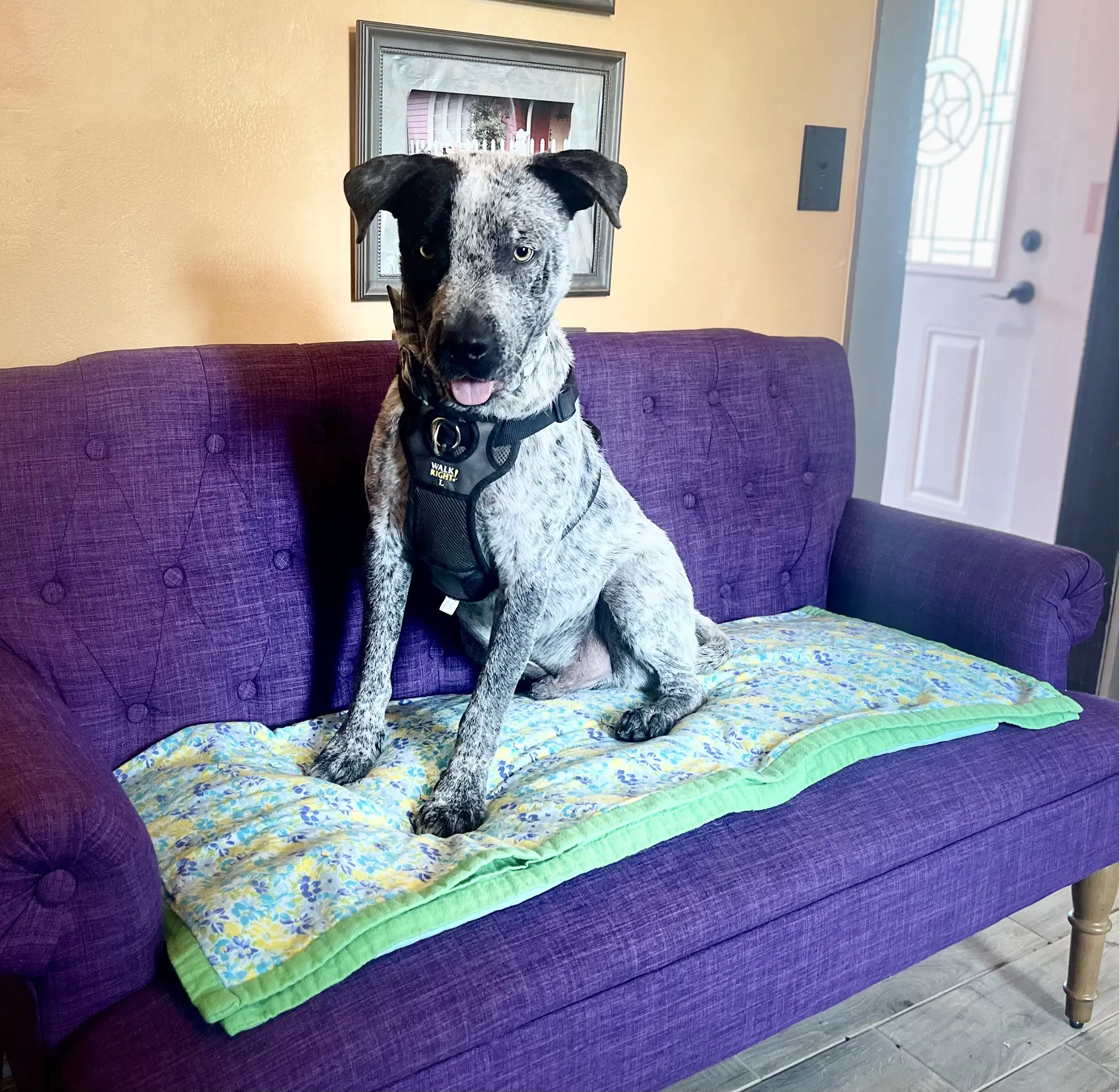 Blue Lonestar - Australian Cattle Dog/Blue Heeler