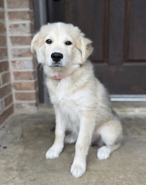 Lilly Grace Lonestar