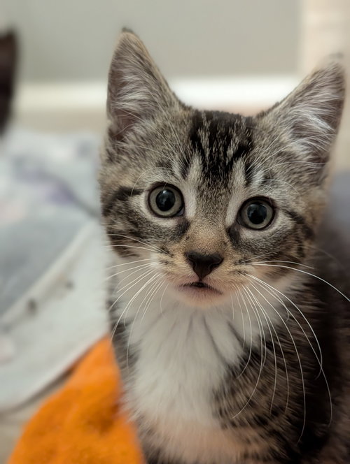 Andrea's Amy KITTEN
