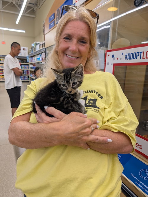 Andrea's Amy KITTEN, Baby Domestic Short Hair (short coat), cat for adoption in Passaic, New Jersey