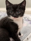 Andrea's Rowen KITTEN