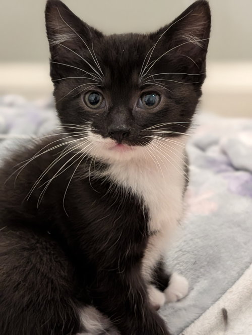 Andrea's Rowen KITTEN