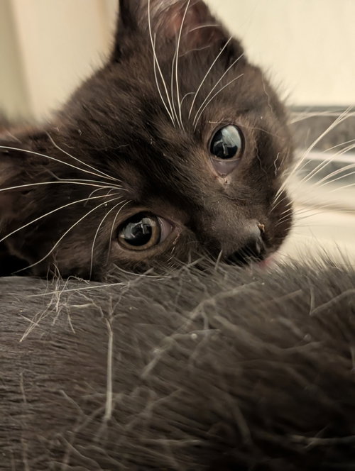 Andrea'S Rowen Kitten photo 3