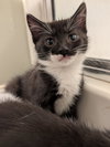 Andrea's Rowen KITTEN