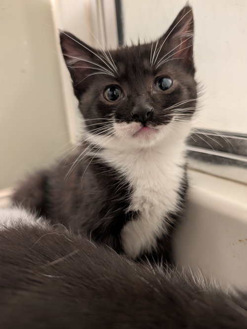 Andrea's Rowen KITTEN, Baby Domestic Short Hair (short coat), cat for adoption in Passaic, New Jersey