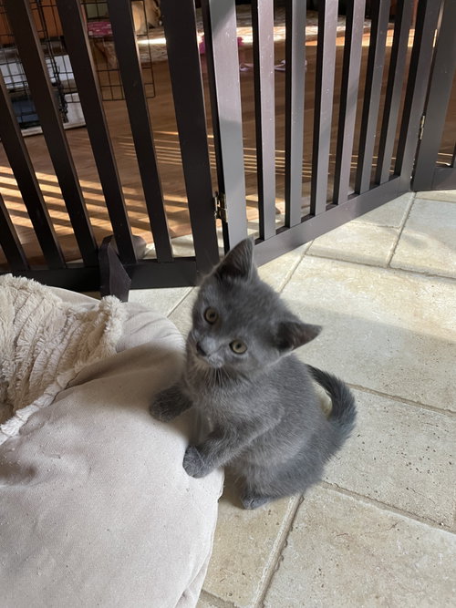 Wally KITTEN