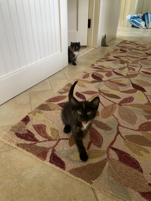 Lulu KITTEN