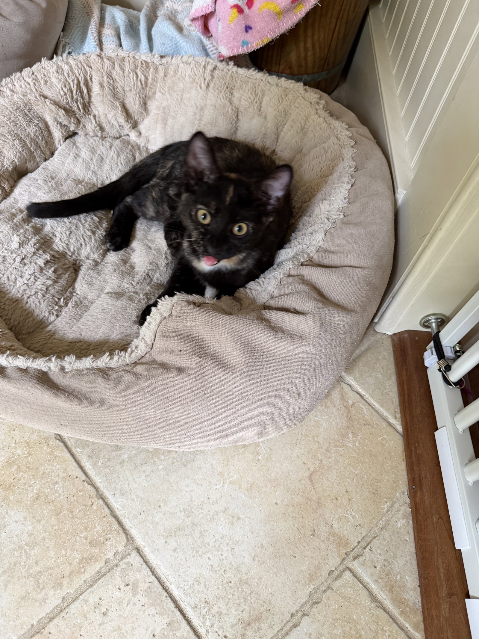 Lulu KITTEN, cat
