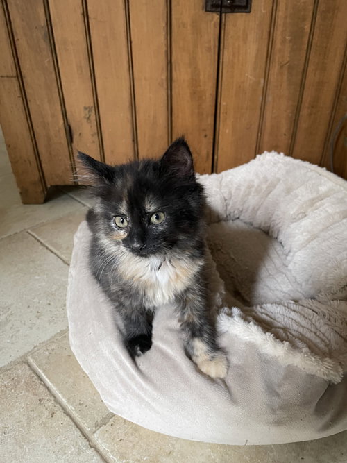 Dixie KITTEN