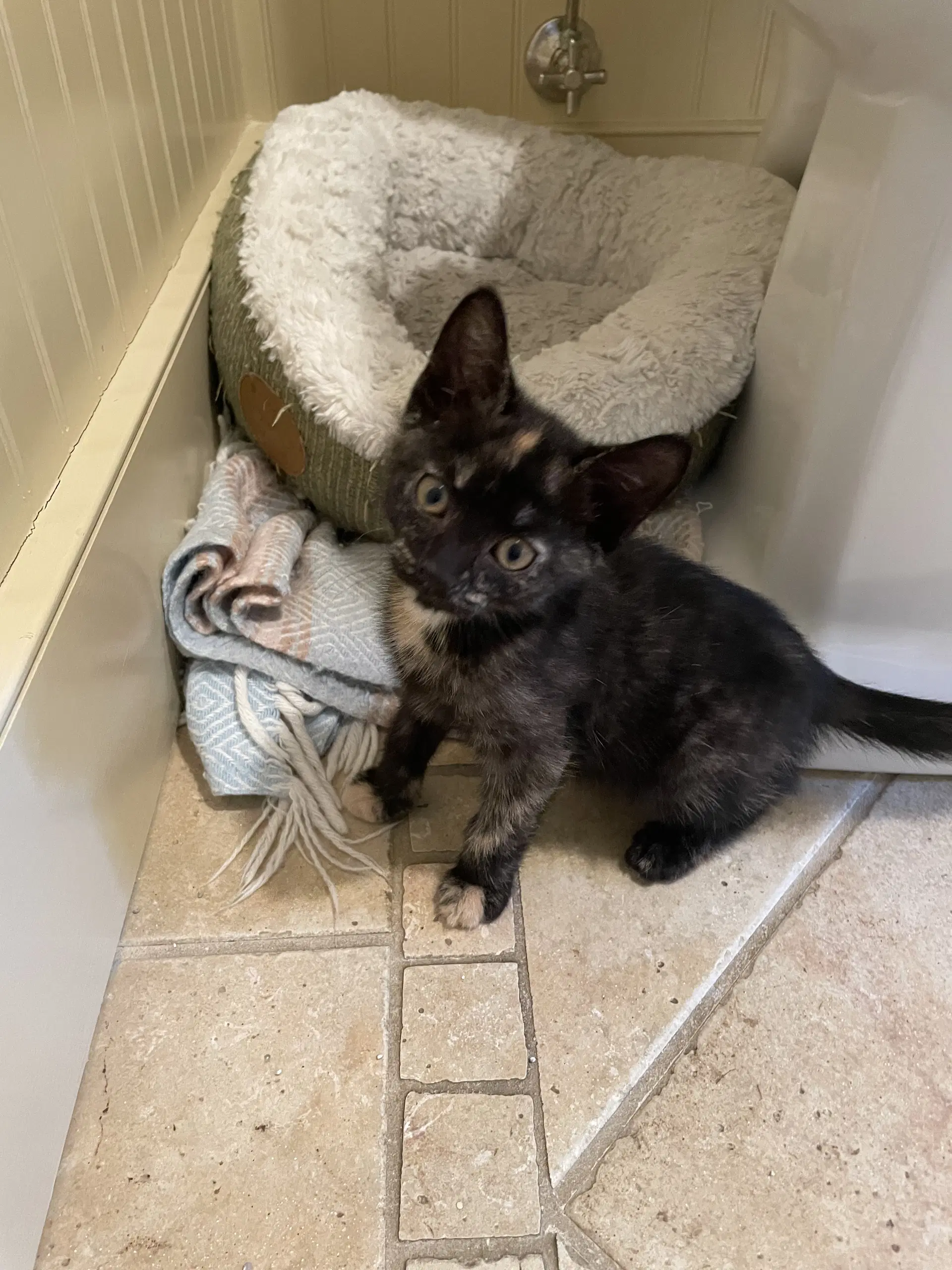 Rosie Kitten image 2