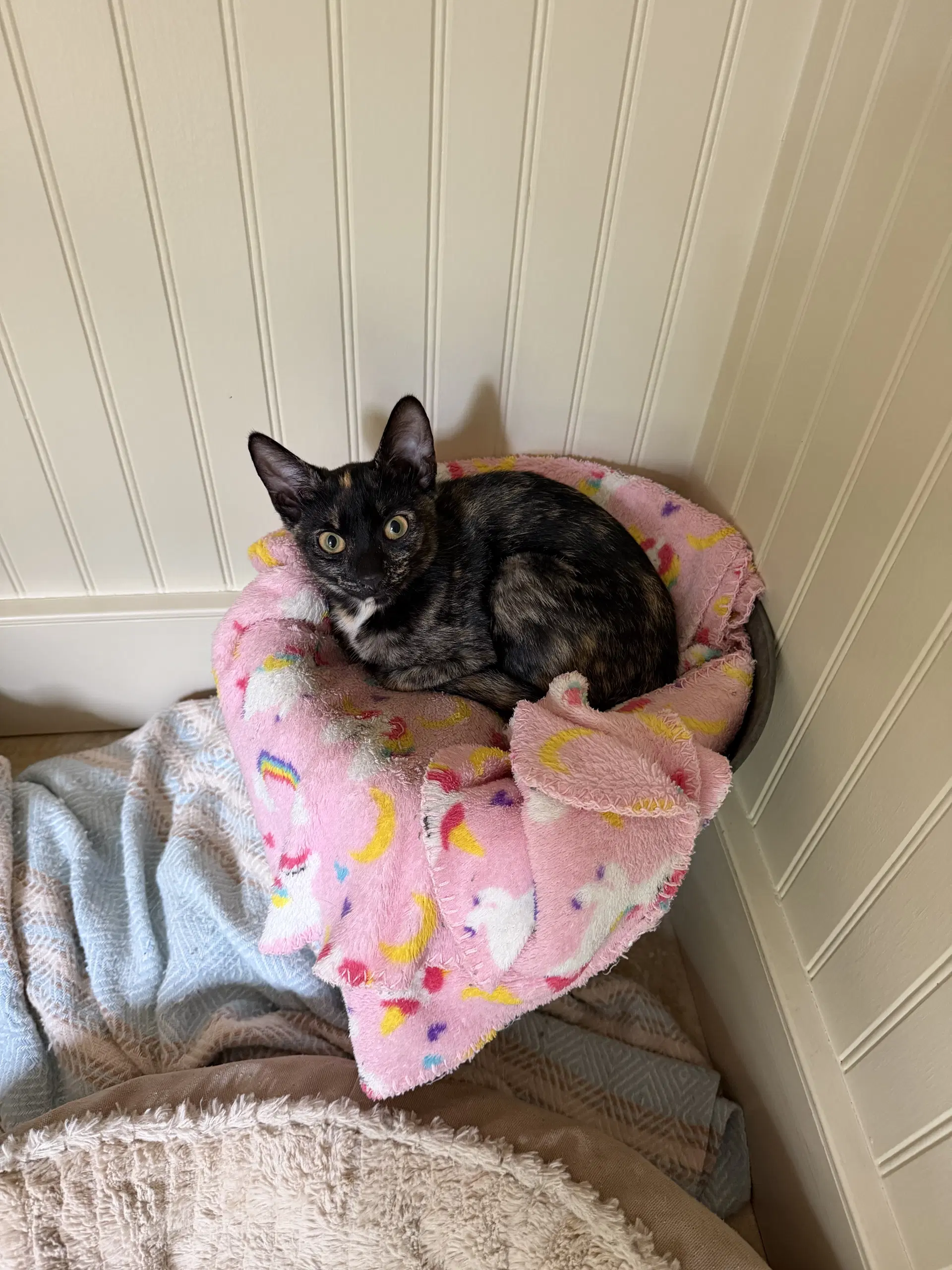 Rosie Kitten - Domestic Short Hair