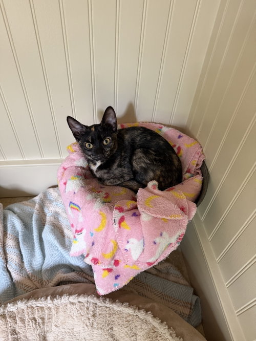 Rosie KITTEN, a cat for adoption from Eleventh Hour Rescue