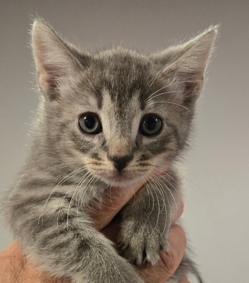 Gracie's Decky KITTEN