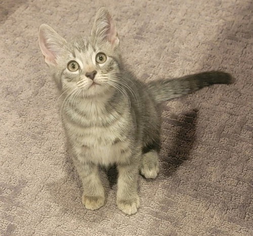 Gracie's Decky KITTEN, Baby Domestic Short Hair (short coat), cat for adoption in Valley Stream, New York