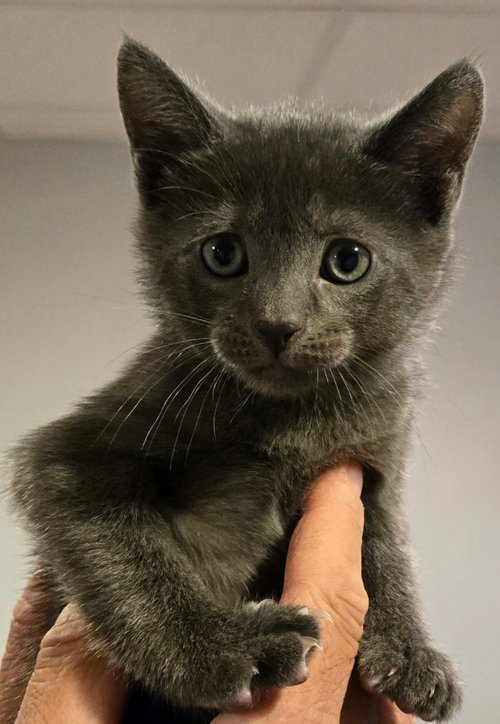 Gracie's Sylvester KITTEN