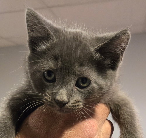 Gracie's Phelps KITTEN