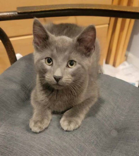 Gracie's Phelps KITTEN, Baby Domestic Short Hair (short coat), cat for adoption in Valley Stream, New York