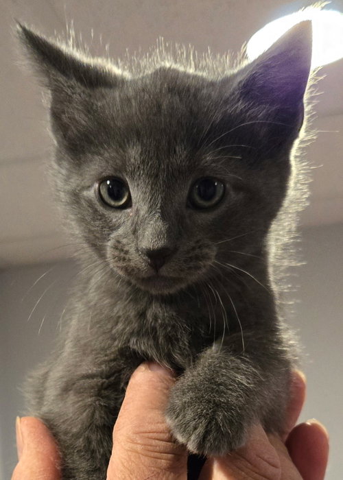 Gracie's Spitz KITTEN