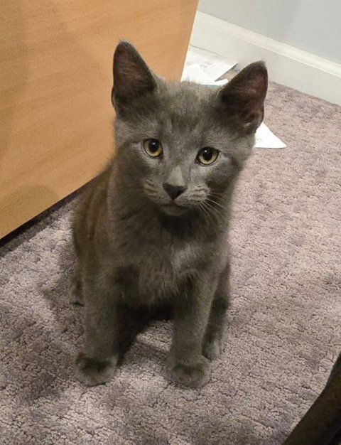 Gracie's Spitz KITTEN, Baby Domestic Short Hair (short coat), cat for adoption in Valley Stream, New York