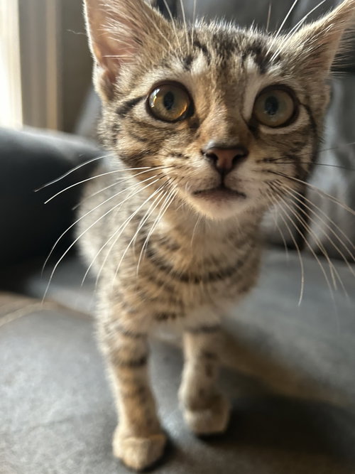 Monster Truck KITTEN