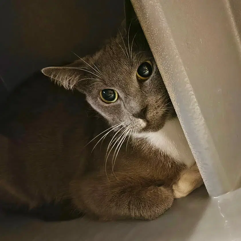 Delphine Kps - Domestic Short Hair