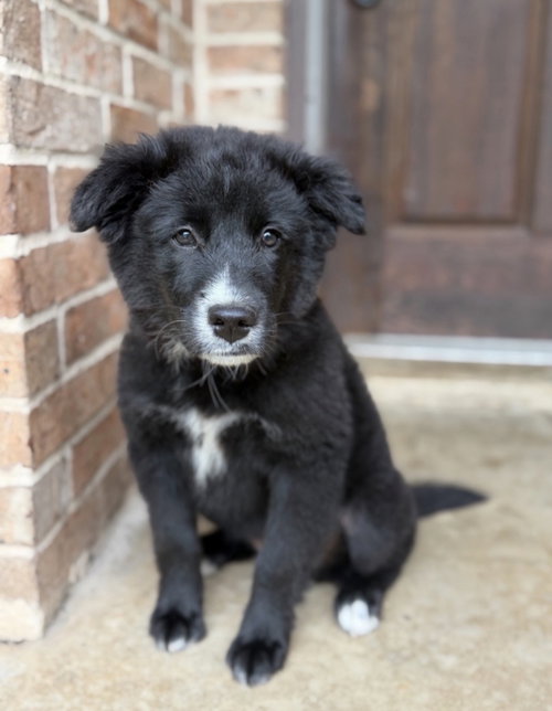 Lucy Kate Lonestar