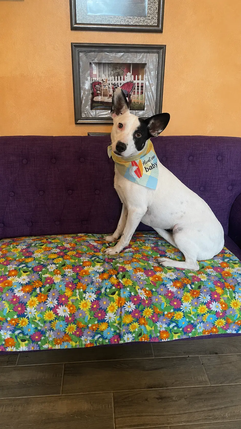 Stella Lonestar - Terrier