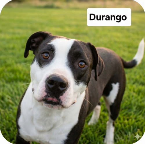 Durango Dixon