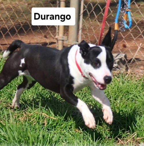 Durango Dixon photo 4