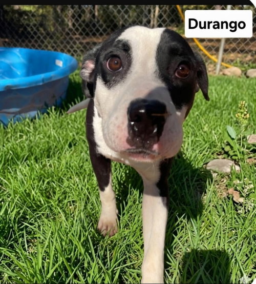 Durango Dixon photo 5