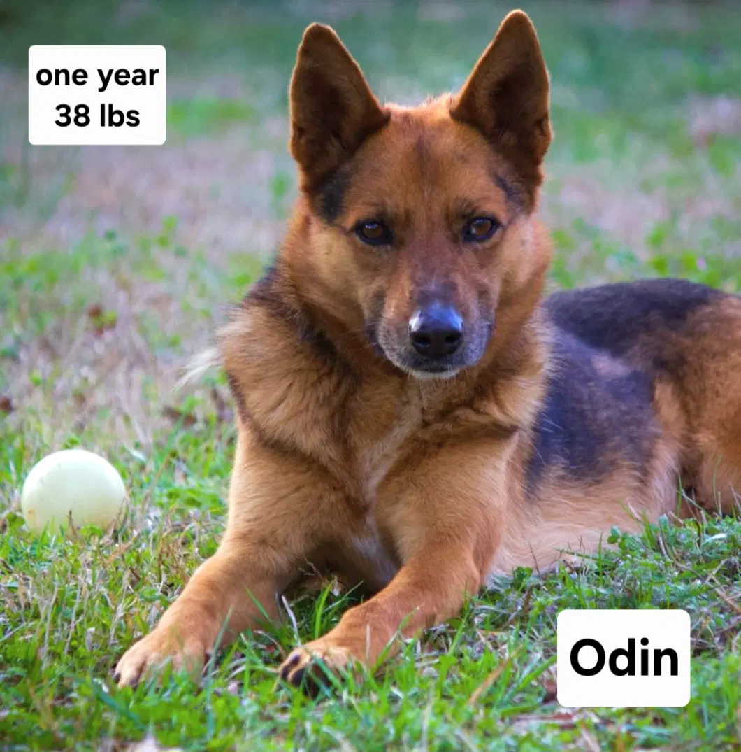 Odin Dixon - German Shepherd Dog