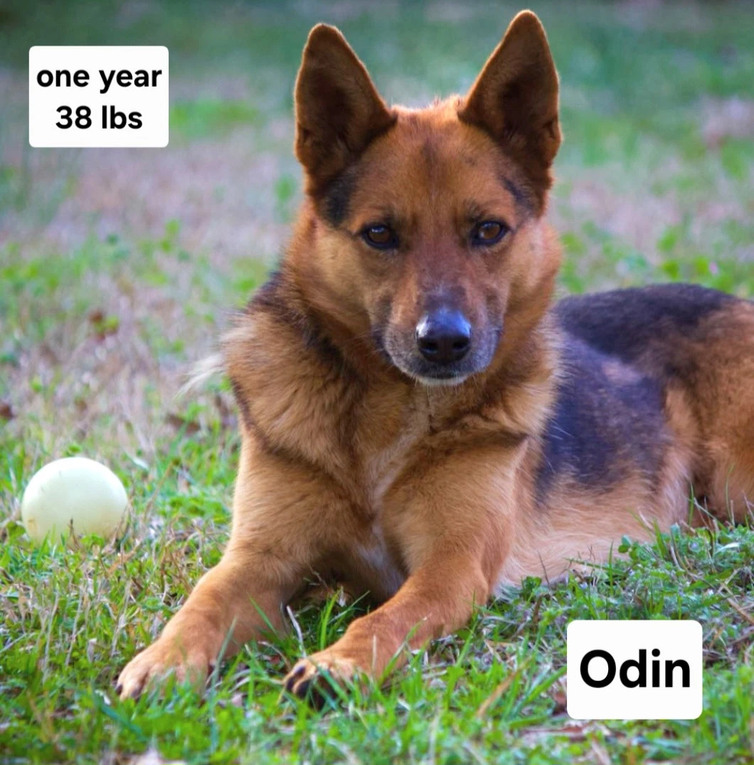Odin Dixon