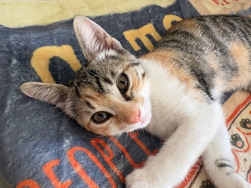 Pixie KITTEN
