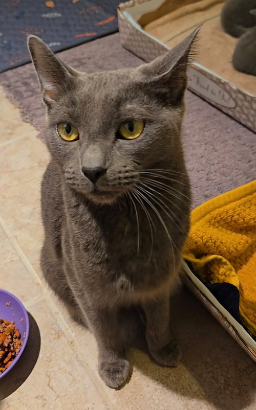 Gracie