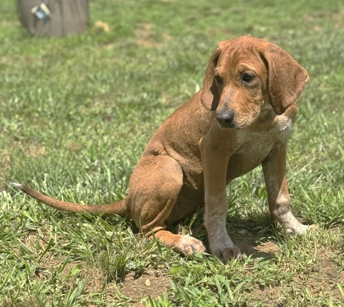 Junebug SCAS photo 2