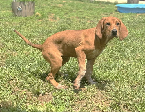Junebug SCAS photo 3